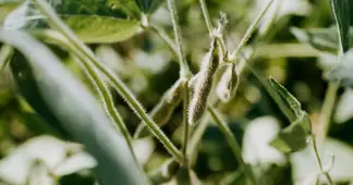 ホエイをソイに替えても筋肉はつく?植物性と動物性のたんぱく質を比べた研究からわかることのアイキャッチ画像