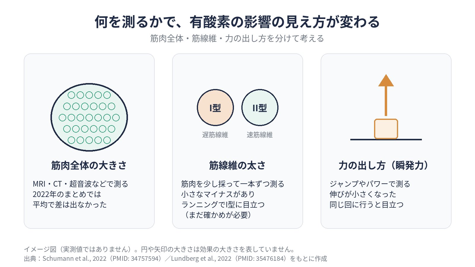 有酸素をやると筋肉は落ちる？筋トレと組み合わせた研究からわかることのアイキャッチ画像